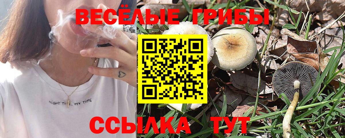Галлюциногенные грибы мицелий  Вход с VPN  Чернушка  Галлюциногенные грибы Psilocybe 