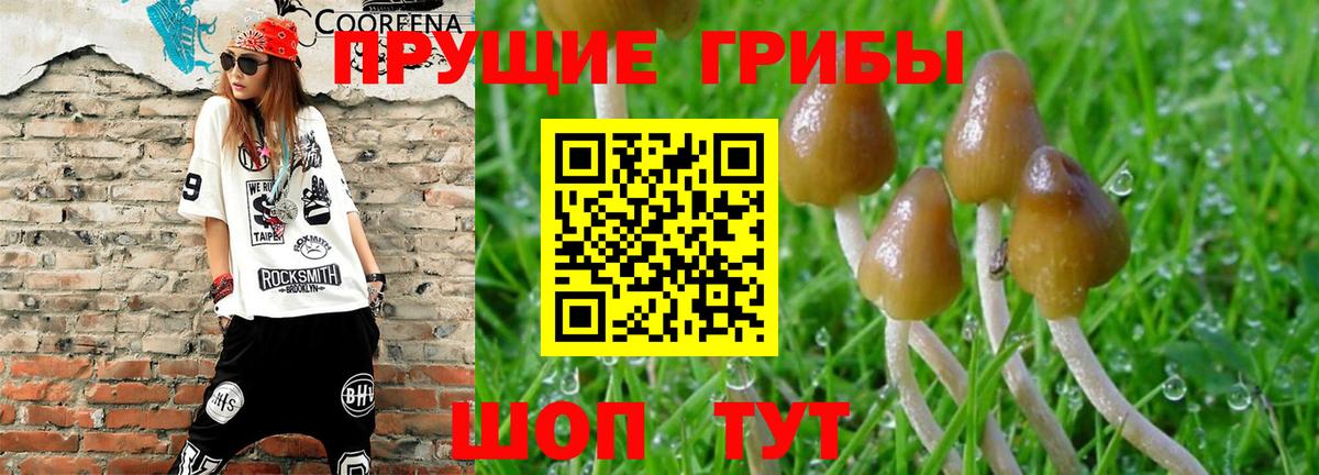 Галлюциногенные грибы Psilocybe Чернушка